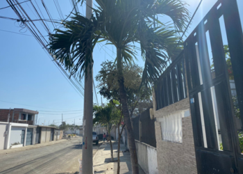 Árboles sembrados en el barrio la Victoria.