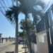 Árboles sembrados en el barrio la Victoria.