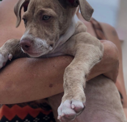 Nala, mascota vacunada contra el moquillo.