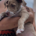 Nala, mascota vacunada contra el moquillo.