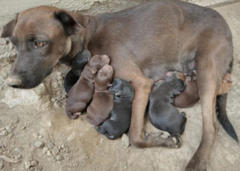 Perrita rescatada con sus cachorros