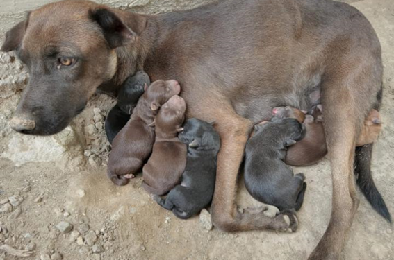 Perrita rescatada con sus cachorros