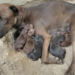 Perrita rescatada con sus cachorros
