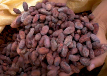 Foto: Cacao de la hacienda Jacinta en el sector El Coronel del cantón Jaramijó.