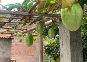 Agricultura urbana