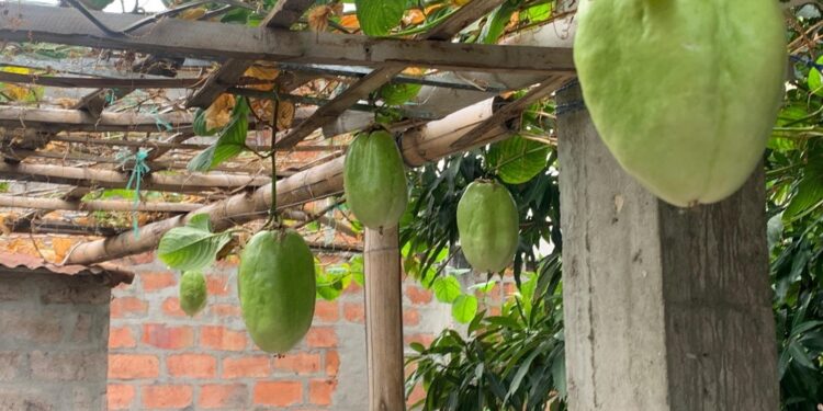 Agricultura urbana