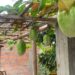 Agricultura urbana