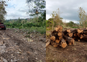 La tala de árboles de teca en Santa Rosa divide a la comunidad entre desarrollo económico y conservación ambiental.