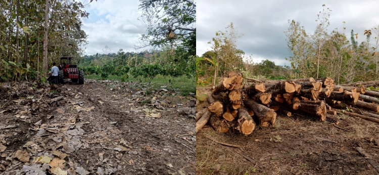 La tala de árboles de teca en Santa Rosa divide a la comunidad entre desarrollo económico y conservación ambiental.