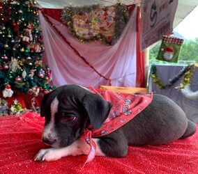 Navidad perruna
