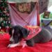 Navidad perruna