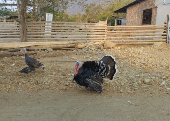 Oferta de pavos para navidad