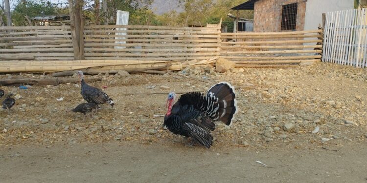 Oferta de pavos para navidad