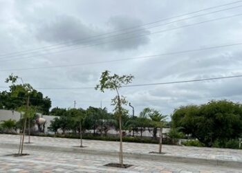 Arboles de vida