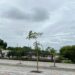 Arboles de vida