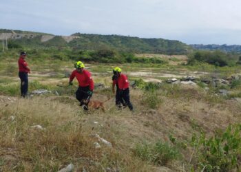 Héroes de cuatro patas