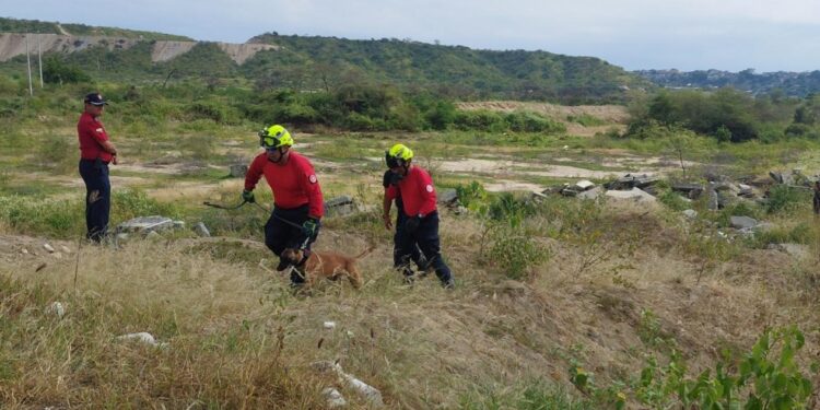 Héroes de cuatro patas