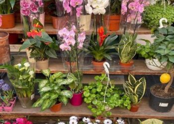 Iniciativa floral