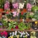 Iniciativa floral