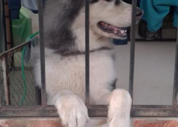 Grito canino
