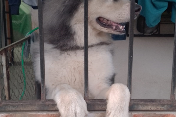 Grito canino
