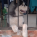 Grito canino