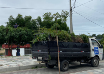 Poda de los árboles Nimbo