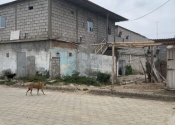 Pequeños latidos, grandes cuidados
